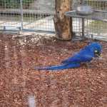 Hyacinth Macaw photos