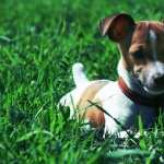 Jack Russell Terrier pics