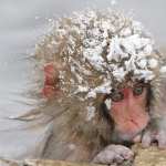 Japanese Macaque 1080p