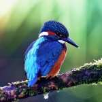 Kingfisher pics