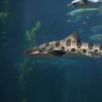 Leopard Shark photos