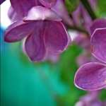 Lilac photos