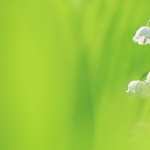 Lily Of The Valley wallpapers for android