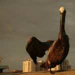 Pelican hd photos