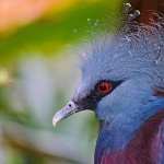 Victoria Crowned Pigeon hd