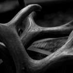 Antler Photography images