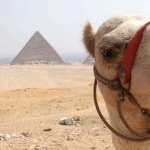 Camel hd