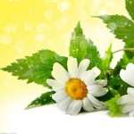 Camomile wallpapers for desktop