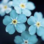Forget-Me-Not new wallpapers