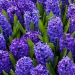 Hyacinth image