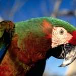 Macaw photos