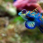 Mandarinfish wallpapers hd