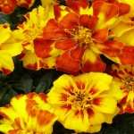 Marigold wallpapers for iphone