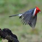 Red-Crested Cardinal images