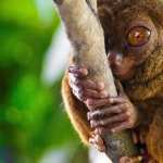 Tarsier free wallpapers