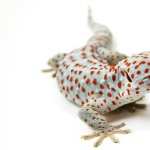 Tokay Gecko hd photos