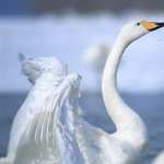Whooper Swan images