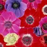 Anemone download