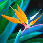Bird Of Paradise PC wallpapers