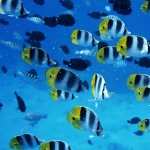 Butterflyfish high quality wallpapers