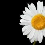 Camomile free wallpapers
