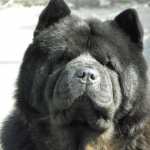 Chow Chow wallpapers for android
