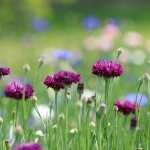 Cornflower PC wallpapers