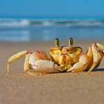 Crab hd pics