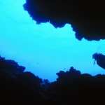 Diving photos