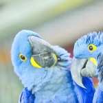 Hyacinth Macaw hd