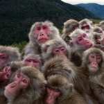 Japanese Macaque new wallpaper