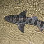 Leopard Shark hd
