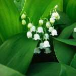 Lily Of The Valley download wallpaper