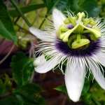 Passion Flower free download