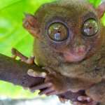 Tarsier high definition photo