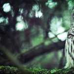 Barred Owl pics