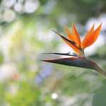 Bird Of Paradise free wallpapers
