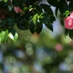 Camellia photo