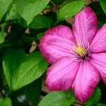 Clematis wallpapers for android