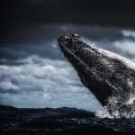 Humpback Whale full hd