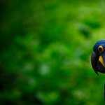 Hyacinth Macaw pic