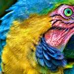 Macaw pic