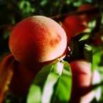Nectarine wallpapers for android