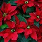 Poinsettia wallpapers for iphone