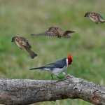 Red-Crested Cardinal PC wallpapers