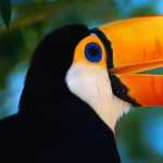 Toco Toucan pic
