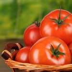 Tomato desktop wallpaper