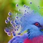 Victoria Crowned Pigeon high definition photo