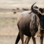 Wildebeest high quality wallpapers
