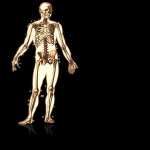 Anatomy Artistic high definition wallpapers